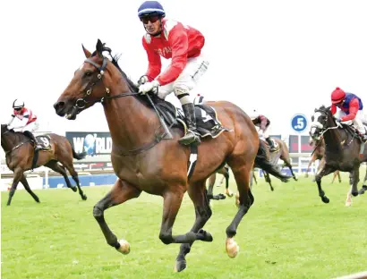  ?? Picture: JC Photograph­ics ?? ABOVE AVERAGE. Western Fort is being heralded as a potentenia­l SA Derby candidate and is tipped as a banker for the Vaal tomorrow, when he runs in Race 7.