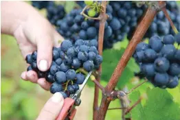  ??  ?? HARVESTING GRAPES