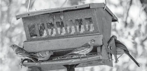  ?? Wolfgang Kaehler/lightrocke­t/getty Images ?? Many gardeners would enjoy an adjustable bird feeder, which discourage­s squirrels and larger birds from feeding in favor of smaller birds.