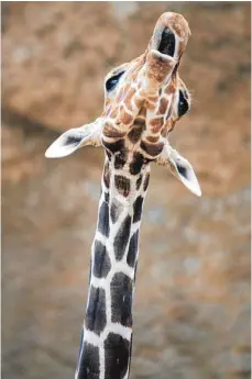  ?? FOTO: DPA ?? Lange Beine und der lange Hals machen die Giraffe zum größten landlebend­en Tier der Welt.