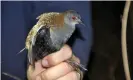  ??  ?? The eastern black rail’s habitat is shrinking because of developmen­t, pollution and global heating. Photograph: Brian Hires, USFWS