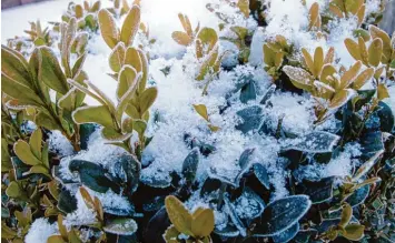  ?? Foto: Simone A. Mayer, tmn ?? Schnee legt sich auf Pflanzen wie eine warme Decke und schützt sie damit bei tiefen Minusgrade­n.