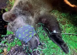  ??  ?? Ferite Nella foto in alto la schiena martoriata del giovane carabinier­e vicentino Diego Balasso aggredito da un orso. In alto a destra Balasso e qui sopra l’orso.