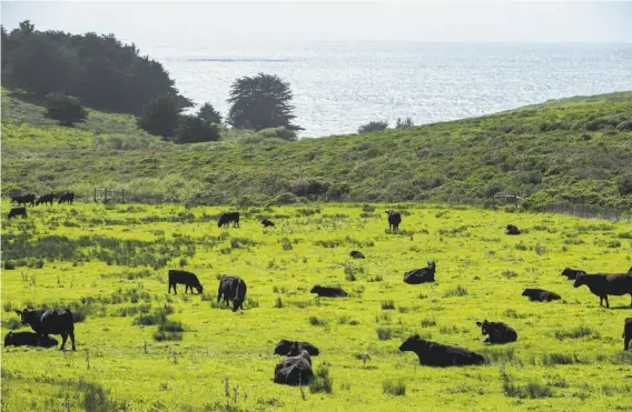  ?? Photos by Santiago Mejia / The Chronicle ?? Bill Niman raises cattle on his ranch in Bolinas. As part of his deal with Blue Apron, he will retain the title of president and founder of BN Ranch.