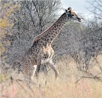  ?? Agency (ANA) | THOBILE MATHONSI African News ?? DRIEPOOT lost part of her leg due to poaching some time ago, and desperatel­y needs a prosthetic leg.