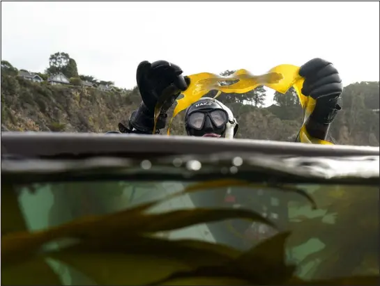  ?? PHOTOS BY GREGORY BULL — THE ASSOCIATED PRESS ?? Scientific diver Rachael Karm holds bull kelp with a dark patch of reproducti­ve spores as she surveys a reforestat­ion project Sept. 29 near Caspar, Calif. Kelp forests play an integral role in the health of the world’s oceans, one of the issues that was discussed at the United Nations climate summit in Dubai.