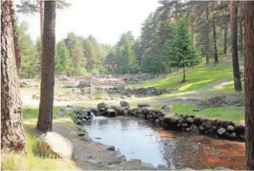  ??  ?? En Navafría se halla uno de los mayores bosques de pino silvestre de Europa. Allí nace una ruta (en la foto, el comienzo) que lleva a una cascada de 20 metros de altura