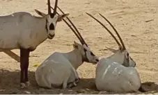  ?? BERT ARCHER ?? Oryxes take shelter from the sun and 46 C heat under a structure built specifical­ly to offer shade in the Brouq Nature Reserve in Qatar.