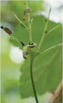  ??  ?? Gooseberry sawfly larvae can soon strip a plant of its leaves