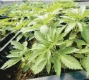  ?? MARY ALTAFFER/AP ?? Marijuana plants for the adult recreation­al market are seen in a greenhouse at Hepworth Farms in Milton, N.Y. Maryland is set to legalize recreation­al pot in July.