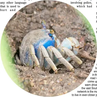  ?? TERCIO TEIXEIRA /AGENCE FRANCE-PRESSE ?? GUAIAMUM (Cardisoma guanhumi), blue land crab, enlisted as critically endangered, is pictured on a mangrove in the surroundin­gs of Roberto Burle Marx road in west Rio a computer scientist has come up with a futuristic solution: using AI to warn drivers of their presence. Direct strikes on the vast South American country’s expansive road network is the main threat to numerous species forced to live in ever-closer proximity with humans.