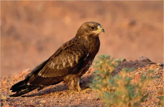  ?? ?? NINE: Juvenile European Honey Buzzard (Sharm El Sheikh, Egypt, 15 October 2010). This dark juvenile European Honey Buzzard appears not dissimilar to a dark Common Buzzard, but note the slender bill and more slender, less robust proportion­s, particular­ly evident in the less solid-looking head. Also visible here is a dark eye combined with a yellow cere and a yellow base to the bill, leaving just a dark tip.