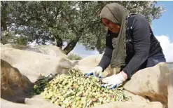  ?? — AFP ?? BEN AROUS, Tunisia: A picture taken on Nov 6, 2015 shows a woman harvesting olives in the village of Mornag near the capital Tunis.