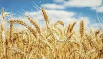  ?? ?? Zimbabwe targets to produce 383 000 metric tonnes (MT) of winter wheat for the 2022/23 season