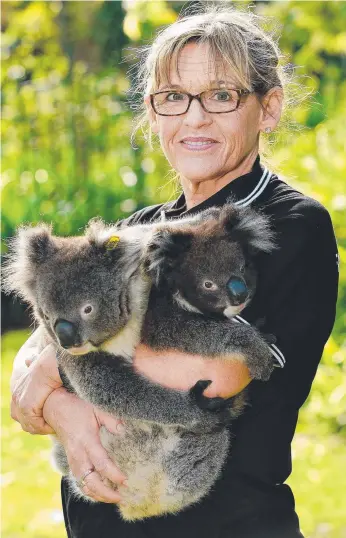  ?? Picture: BIANCA DE MARCHI ?? Fauna Rescue of South Australia volunteer Merridy Montarello with rescued koalas Frank and Fish. Mrs Montarello says 12 koalas were killed in Adelaide last week.