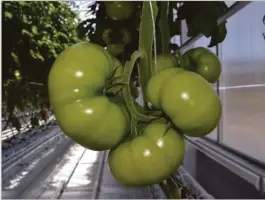  ??  ?? BIFFTOMATE­R: De største tomatene i drivhuset er bifftomate­n.