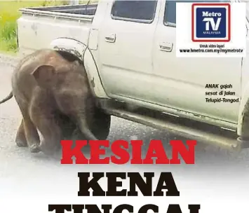  ??  ?? ANAK gajah sesat di Jalan Telupid-Tongod.