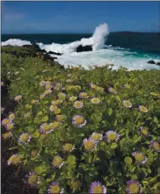  ?? PATRICK TEHAN —STAFF ARCHIVES ?? Seaside daisies bloom at Point Lobos State Natural Reserve near Carmel in 2016.