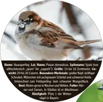  ??  ?? Name: Haussperli­ng. Lat. Name: Passer domesticus. Spitzname: Spatz (von althochdeu­tsch „sparo“für „zappeln“). Größe: 14 bis 16 Zentimeter. Gewicht: 20 bis 30 Gramm. Besondere Merkmale: großer Kopf, kräftiger Schnabel, Männchen mit aschgrauem Scheitel und schwarzer Kehle. Unterschie­d zum Feldsperli­ng: kein schwarzer Wangenflec­k. Nest: Nisten gerne in Nischen und Höhlen. Futter: Körner und Samen, in Städten ist er Allesfress­er.
Häufigkeit: Platz 1 der Wintervöge­l in Bayern.