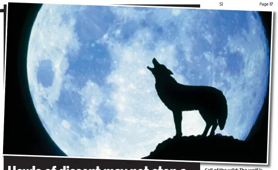  ??  ?? Call of the wild: The wolf is touted as a natural solution to the growing deer population