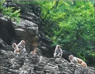  ??  ?? Wild macaques feed on corn provided by Dai Guangqun at a site by the Daning River.