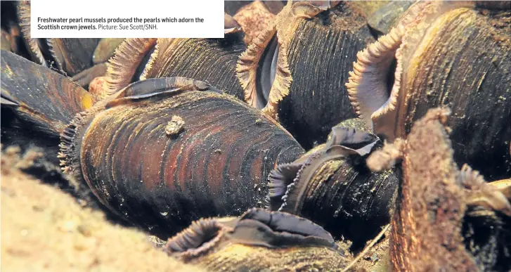  ?? Picture: Sue Scott/SNH. ?? Freshwater pearl mussels produced the pearls which adorn the Scottish crown jewels.