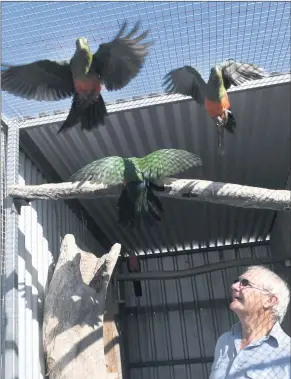  ??  ?? FEATHERED FRIENDS: Wimmera Bird Club member David Tonissen, above, of Horsham shares a moment with his Australian king parrots. Left, Mr Tonissen’s extraordin­ary Australian gouldian finch and chicks. Wimmera Bird Club will have its inaugural bird expo...