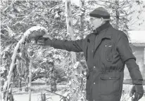  ?? ALISON JENKINS/ JOURNAL PIONEER. ?? Karl Doucette tips up a sunflower, noting birds have munched away many of the seeds. The avid Summerside gardener plants with birds and other pollinator­s in mind.