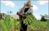  ?? MCT/KEVIN G. HALL ?? Farmer Osmani Duarte gathers tobacco leaves during a second cutting of his crop last month near Vinales, Cuba.