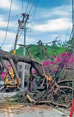  ??  ?? ‘AMBO’ DID THIS – Benguet Electric Cooperativ­e (BENECO) linemen try to restore electricit­y to parts of Baguio City, Benguet and a village in Sison, Pangasinan that suffered a 14-hour power outage after a pine tree fell on two 23-kilowatt main feeder lines Friday when tropical storm ‘Ambo’ crossed the Cordillera Mountain range bringing strong winds and heavy rains. (BENECO handout photo)