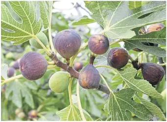  ?? ?? ● Delicious figs just about ready to be harvested but patience is required