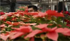  ?? Marco Ugarte/Associated Press ?? Producer Pablo Perez walks amid his potted poinsettia­s in a greenhouse in the San Luis Tlaxialtem­alco district of Mexico City, earlier this month.