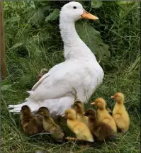  ??  ?? APRIL Perkin with her family of eight ducklings, by Deborah Hall from Castlebrid­ge.