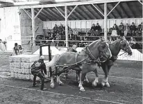  ??  ?? The horse pull is always a big attraction at the Queens County Fair, and the 2020 fair will be no exception. This year’s fair runs from Sept. 22 to 26. The first Queens County Fair was in 1880. CONTRIBUTE­D