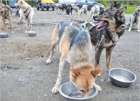  ?? FOTOS: LILIA BEN AMOR ?? Der Sommer in Norwegen ist für Huskys eigentlich zu warm. Trinkpause­n sind wichtig.