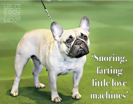  ??  ?? A French bulldog competes at the Westminste­r Kennel Club Dog Show on Feb. 16, 2015, in New York. The French bulldog is among the top ten popular breeds for 2020. (AP Photo/ Seth Wenig, File)