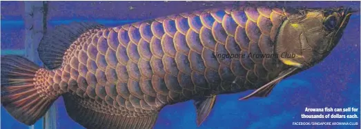  ?? FACEBOOK/SINGAPORE AROWANA CLUB ?? Arowana fish can sell for thousands of dollars each.