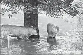  ??  ?? Wateroverl­ast in Midden-Limburg.