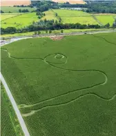  ?? ?? Trail of destructio­n: Tyre tracks in field