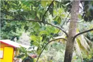  ?? AP PHOTO/RAMON ESPINOSA ?? Old power cables spliced together and woven haphazardl­y through trees are used to send electricit­y to some houses in Cain Alto, Puerto Rico.