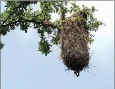  ?? See photos of other bird nests at arkansason­line.com/723nest ?? The oriole weaves a socklike nest of tendrils and vines with a hard-to-see opening.