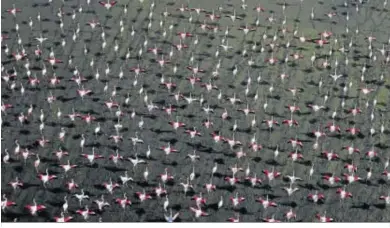  ??  ?? Una bandada de flamencos a punto de emprender el vuelo en la Dehesa de Abajo, en Sevilla.