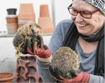  ?? Fotos: Andreas Brücken ?? Renate Hartwig aus dem Nersinger Ortsteil Straß hat im November vier Igeljunge im heimischen Gewächshau­s einquartie­rt – und sie vor dem sicheren Tod gerettet. NEU ULM