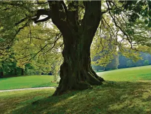  ?? (PHOTOS TIRÉES DU LIVRE «DES ARBRES REMARQUABL­ES» DE THIERRY PAREL) ??