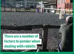  ??  ?? There are a number of factors to ponder when dealing with rabbits