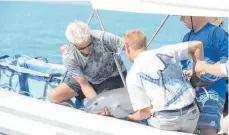  ?? FOTO: MEXIKANISC­HES UMWELTMINI­STERIUM/DPA- ?? Helfer retten im Meer vor San Felipe (Mexiko) einen Kalifornis­chen Schweinswa­l.