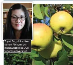  ?? ÄPPLEN. FOTO: MOSTPHOTOS ?? Tuyet Bui, på institutio­nen för kemi och molekylärb­iologi, Göteborgs universite­t.
När äpplena bildar mer proteiner och antioxidan­ter blir de också nyttigare för oss att äta.