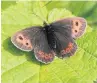  ??  ?? ●●Scotch argus butterfly.