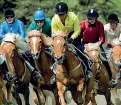  ??  ?? Tradizione Cavalli Haflinger