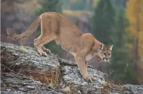  ?? U.S. Fish and Wildlife Service ?? In 2018, the U.S. Fish and Wildlife Service removed the Eastern cougar from the federal list of threatened and endangered wildlife.